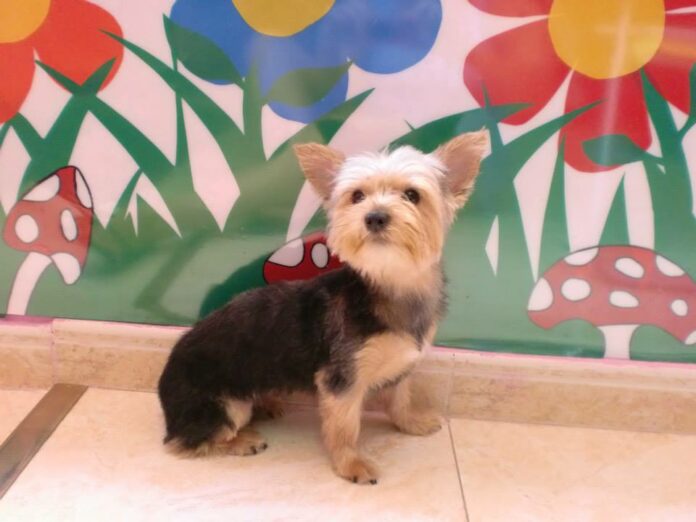 Perrita